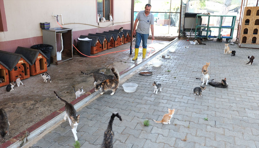   Kemer Belediyesi Hayvan Barındırma Tedavi ve Rehabilitasyon Merkezi,