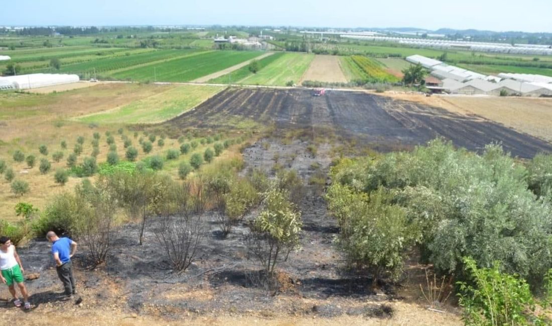   Antalya’nın Serik ilçesinde otluk alanda çıkan yangın çevredeki