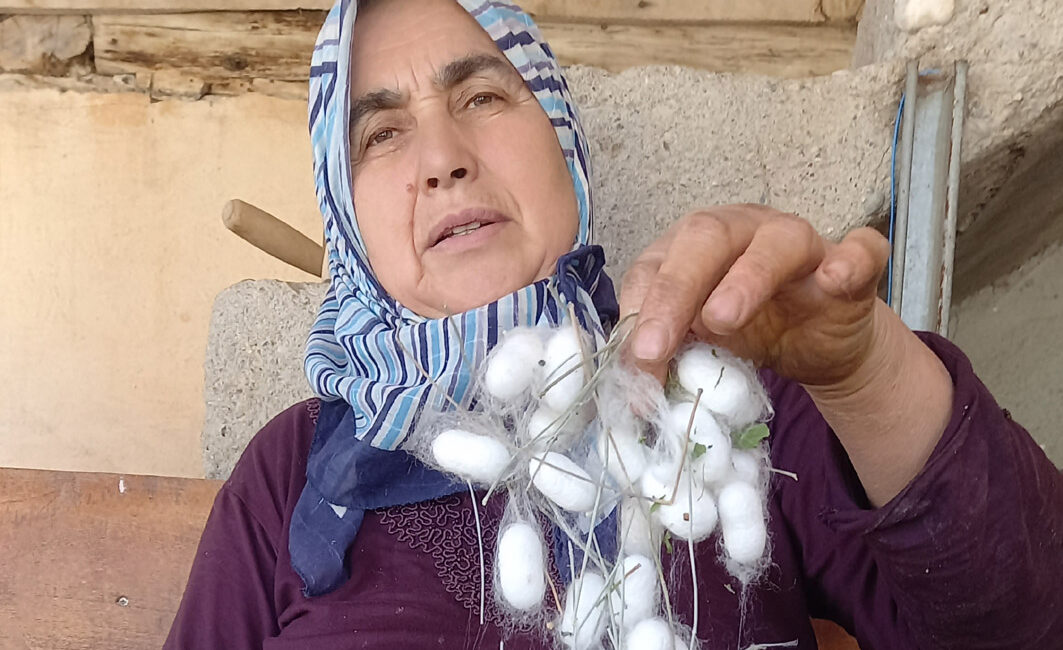 Başkentin tarihi İpekyolu üzerinde bulunan Nallıhan İlçesinde İpek böceği kozası