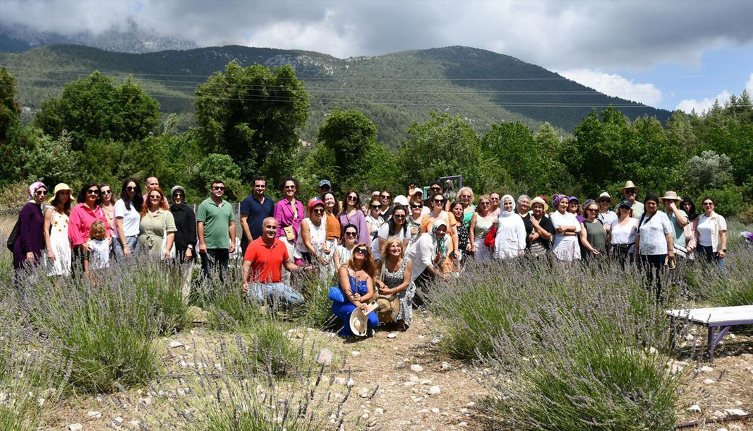 Kemer’de lavanta tanıtım etkinlikleri devam ediyor Lavanta hasatına, Kemer Belediye