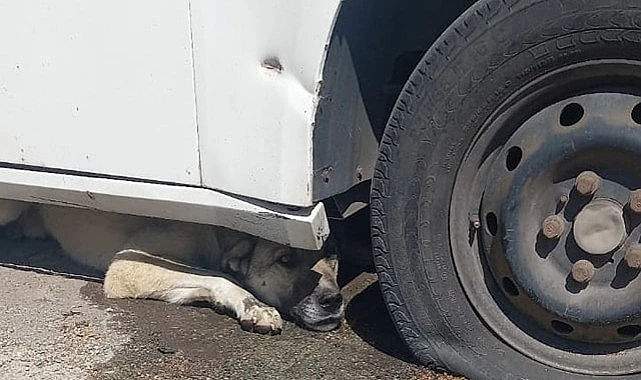 ARDAHAN-BHA Ardahan Merkez eski TOKİ’de dolmuş aracının altına sıkışan köpeği