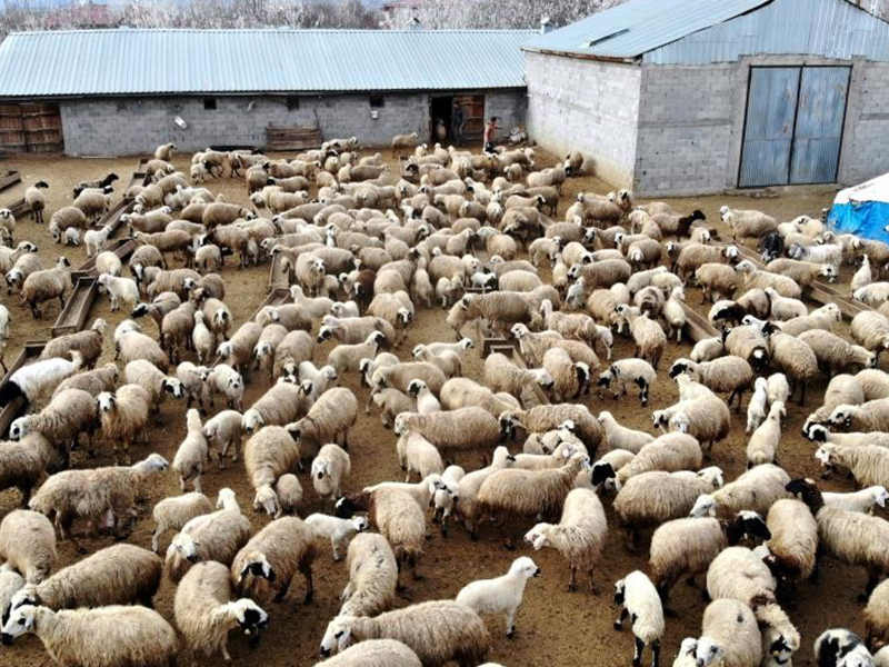 Türkiye Damızlık Koyun Keçi Yetiştiricileri Merkez Birliği (TÜDKİYEB) Genel Başkanı