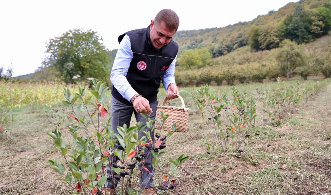   Düzce Valisi Selçuk Aslan, sağlığa olan faydaları ile