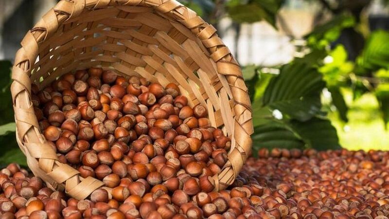   Fındık üretimi Türk ekonomisine her geçen yıl daha