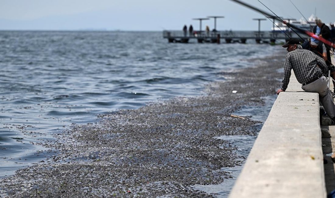 ANKARA-BHA Çevre, Şehircilik ve İklim Değişikliği Bakanlığı, İzmir Körfezi’nde meydana