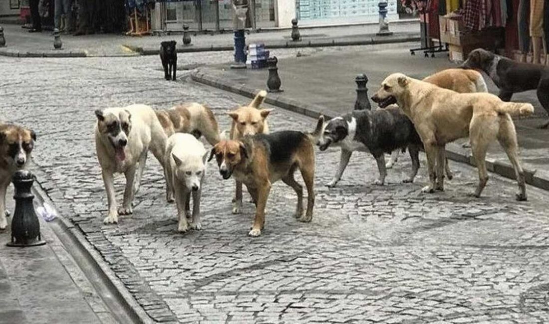 ANKARA-BHA Türkiye’nin farklı illerinde sahipsiz köpeklerin saldırısına uğrayan iki kişi